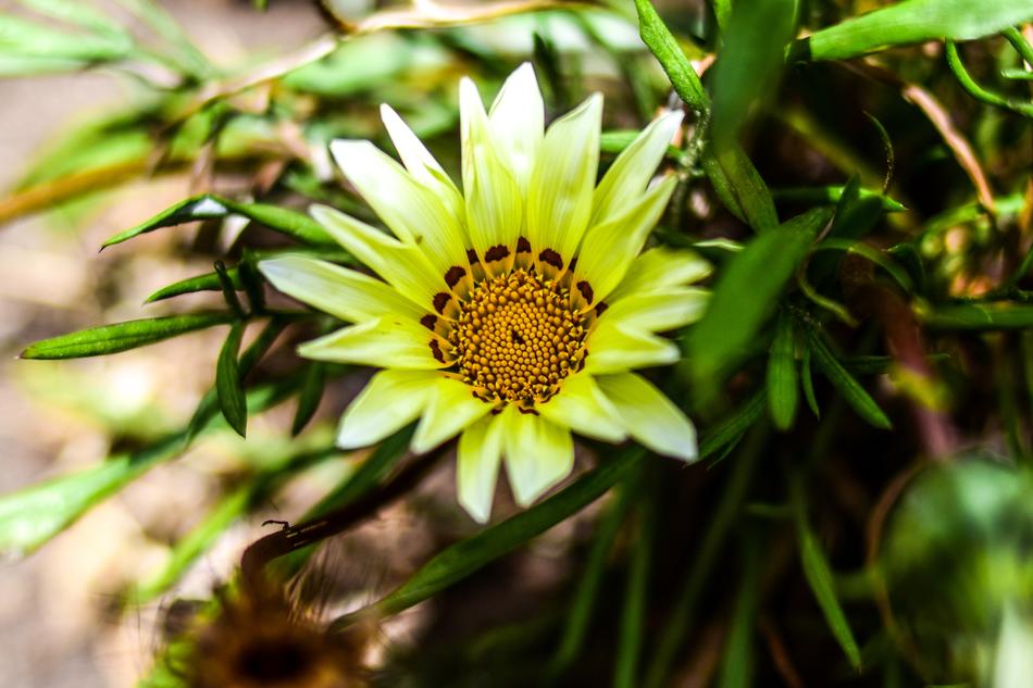 Nature Plant Summer