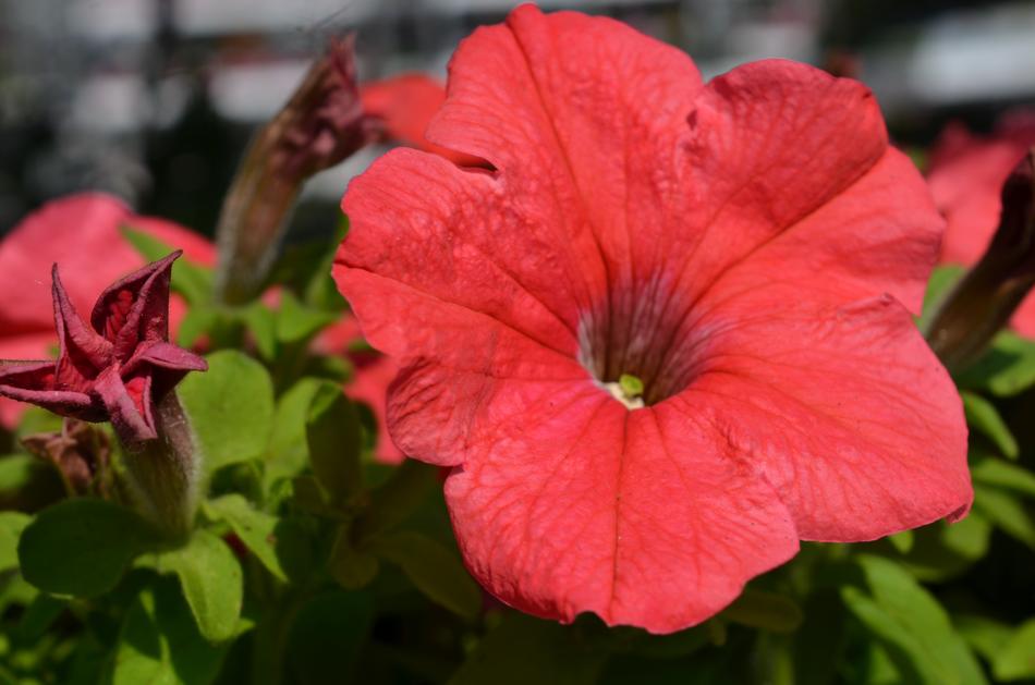 Plant Flower Floral