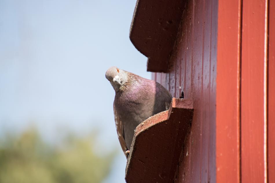 Nature Bird Dove