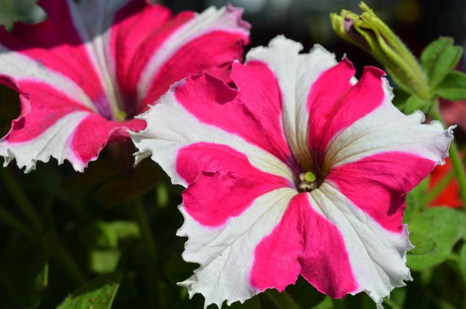 Plant Flower Floral