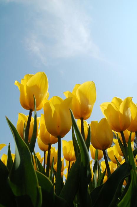 Nature Plant Tulip