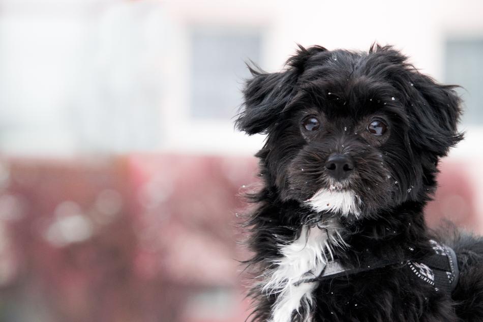 White and black dog