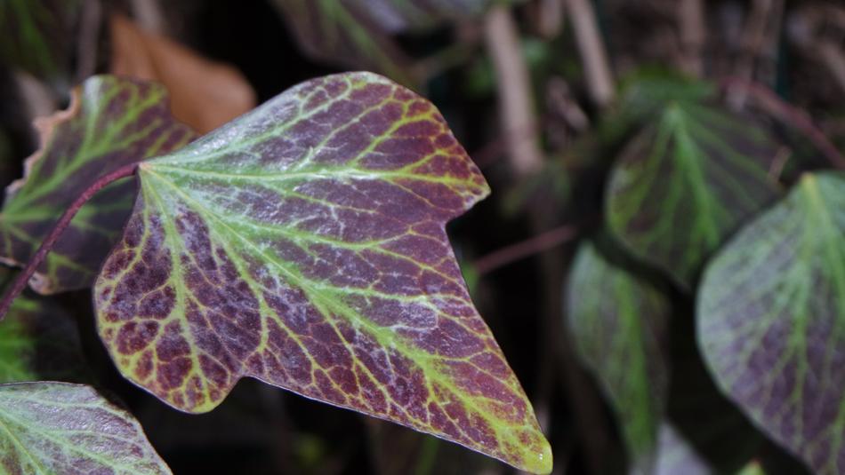 Leaf Nature Flora