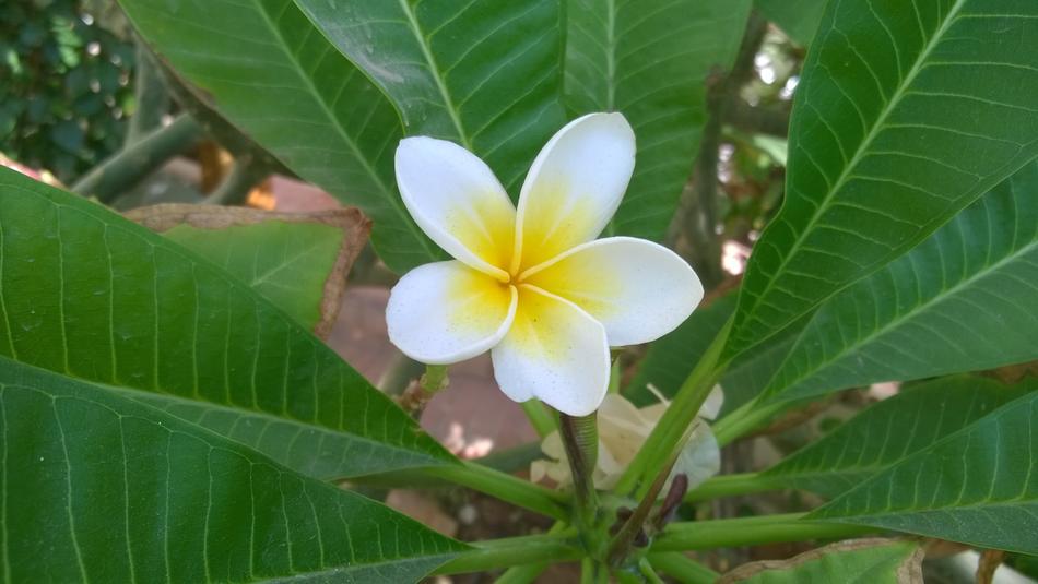 Flower Plant Summer