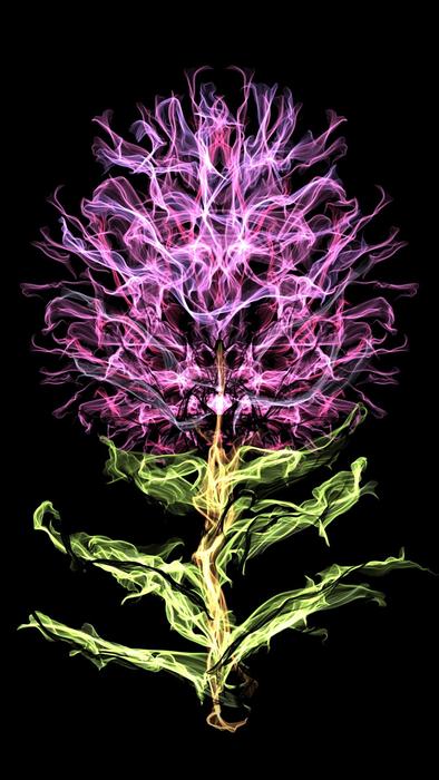 Desktop Flower Nature