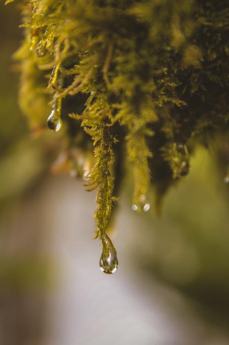 Nature Green Outdoors