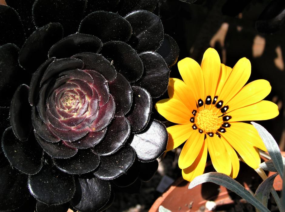 Flower Petal Nature