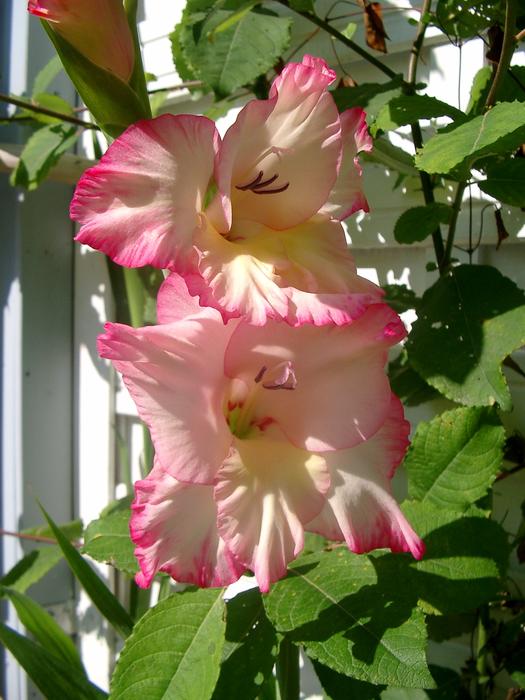 Flower Nature Plant