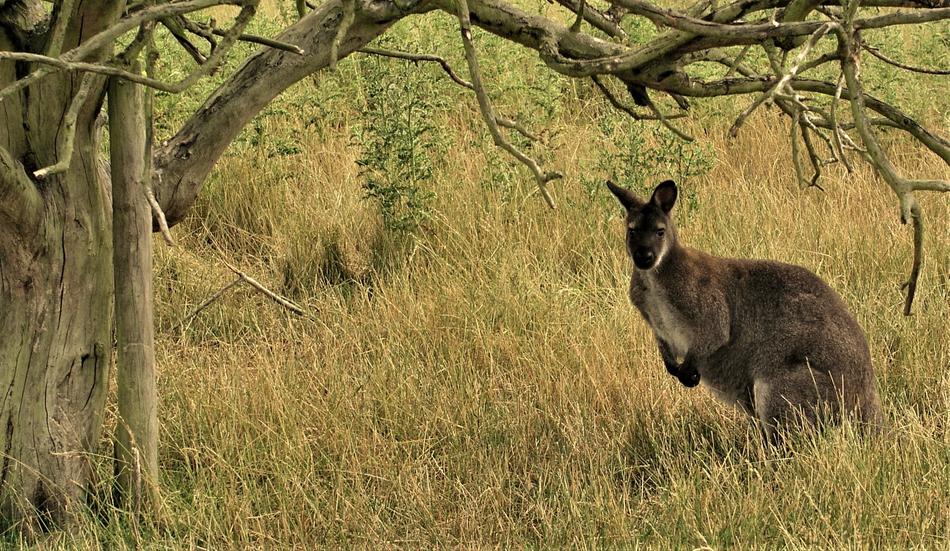 Nature Mammal Grass