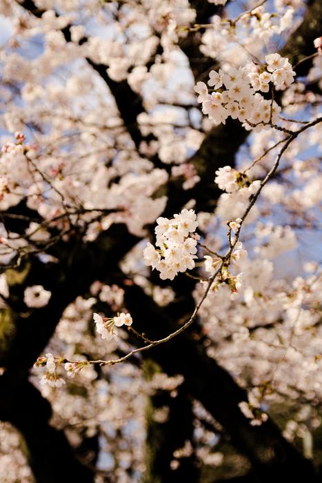 Tree Cherry Branch