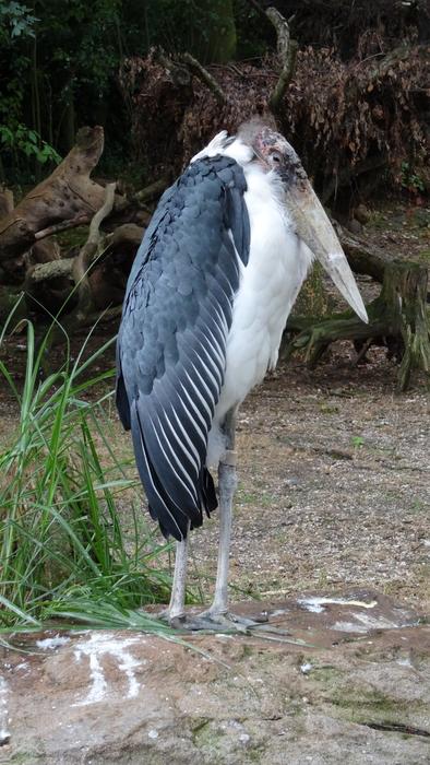 Nature Bird Animal World