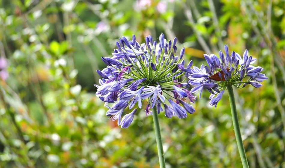 Nature Flora Summer