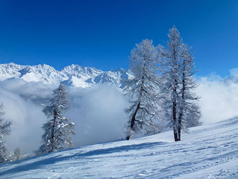 clouds with snow on a tree