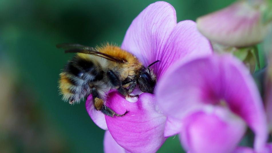 fluffy bee in a flower