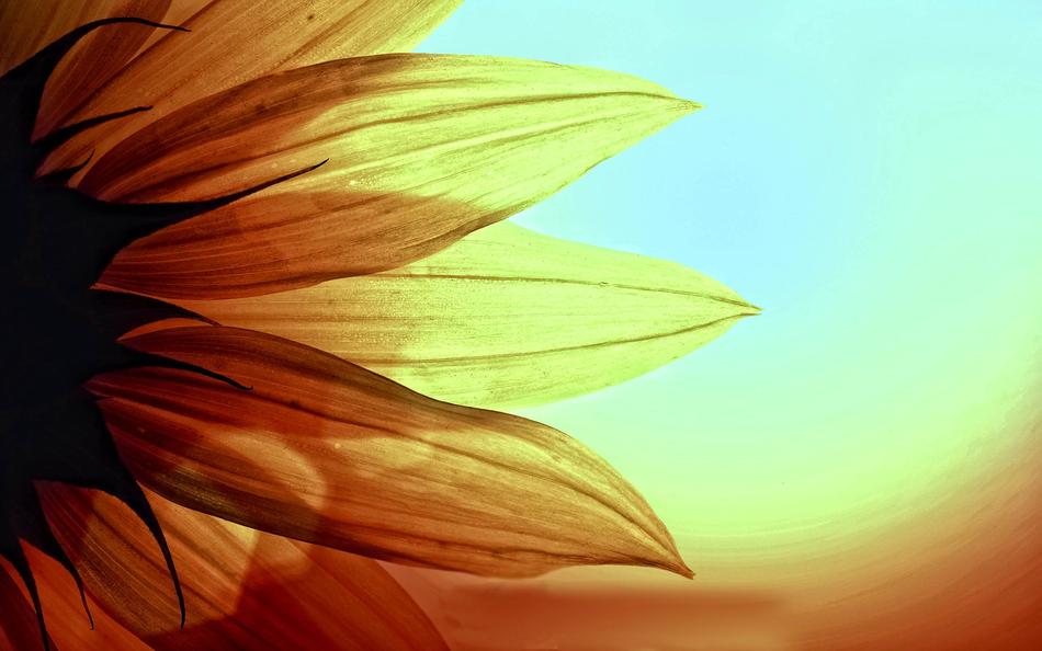 Sunflower Flower Yellow