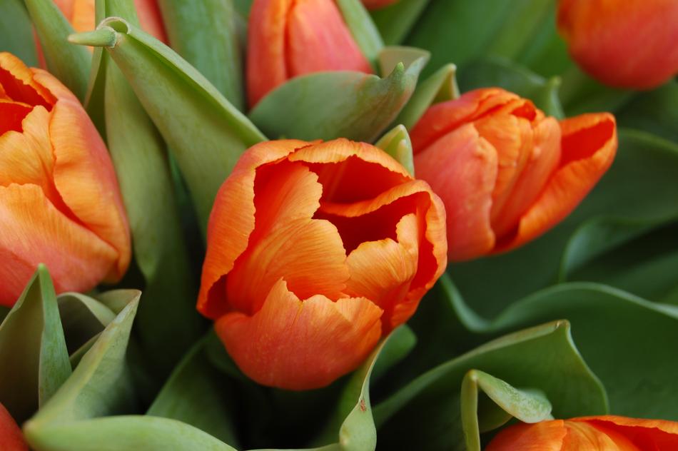 Tulip Flower Leaf