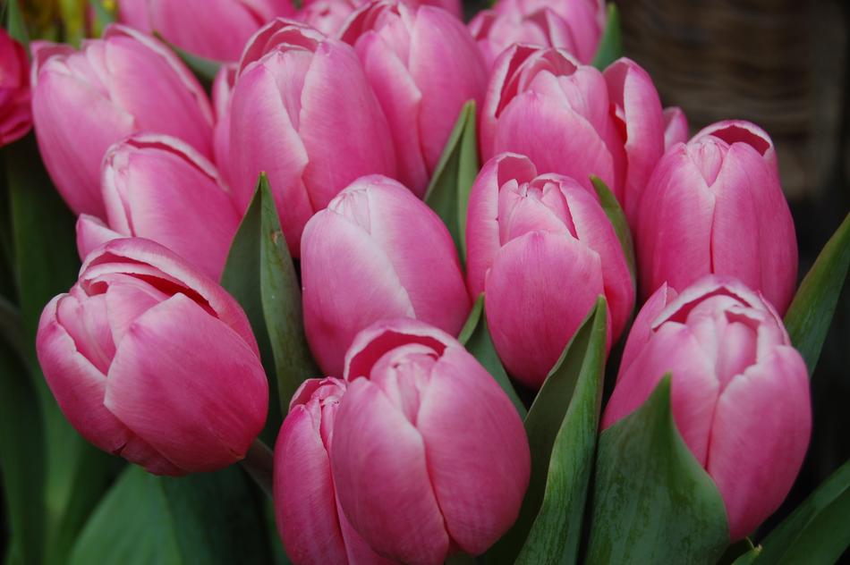 Tulip Flower Nature