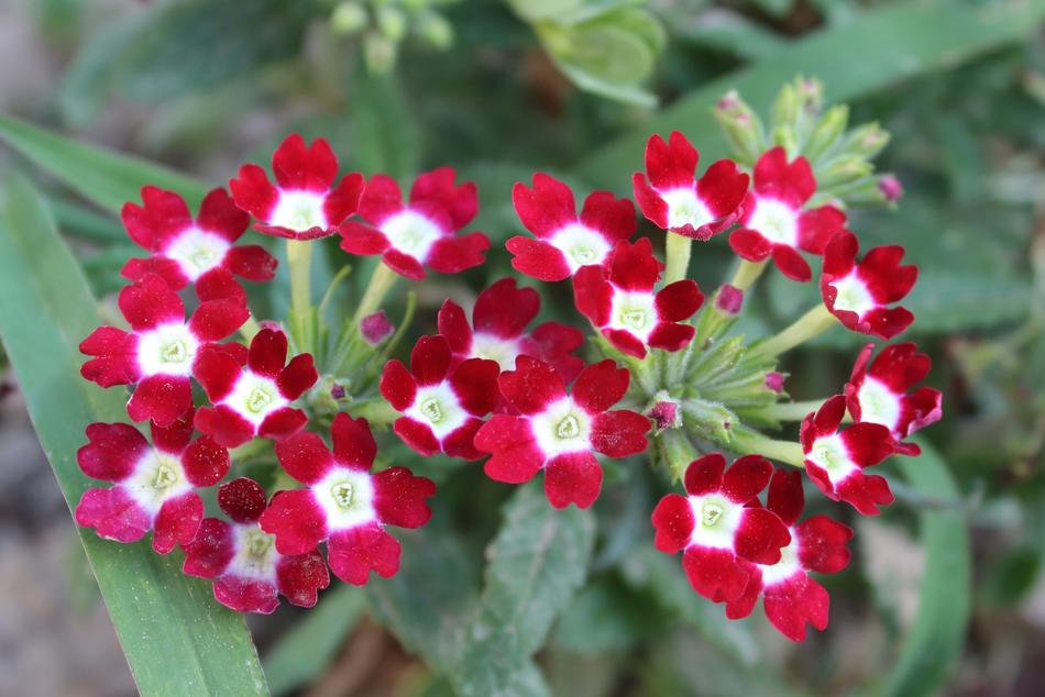 Flowers Plant Summer