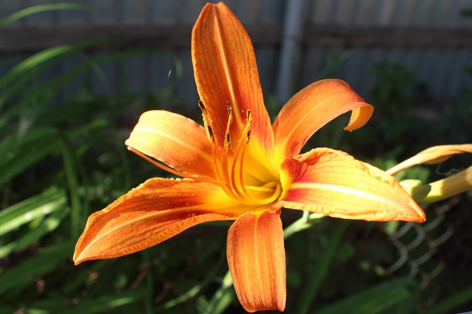 Flowers Plant Summer