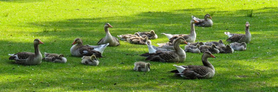 Animals Nature Geese