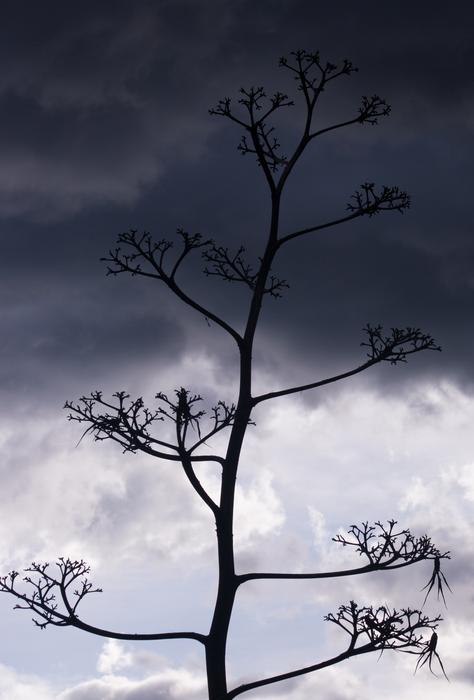 Tree Nature Branch