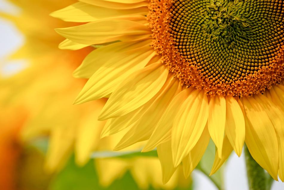 Nature Plant Flower