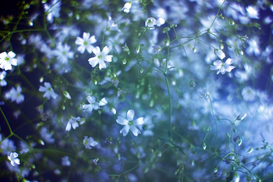 Flora Flower Nature
