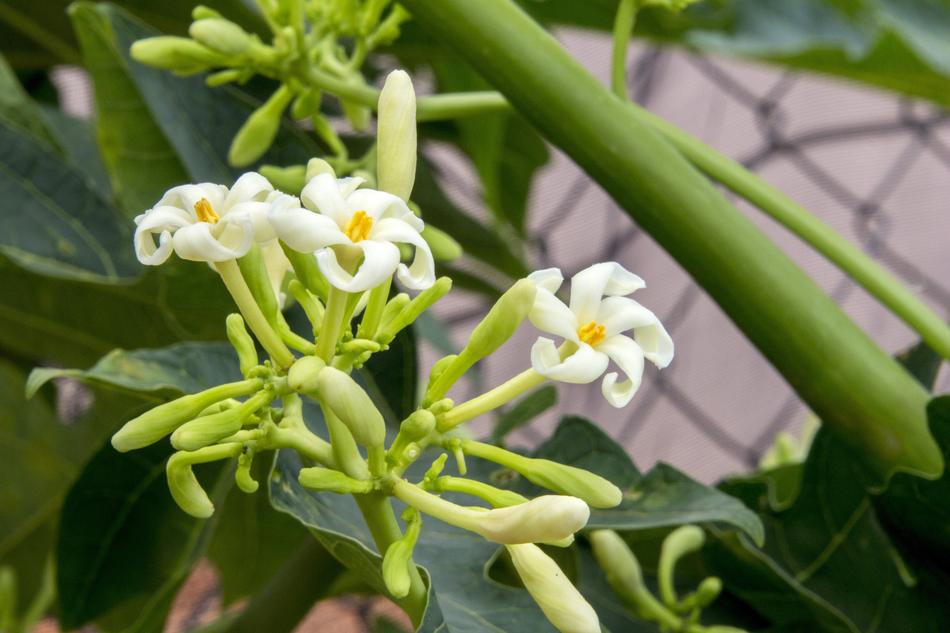Nature Leaf Plant No