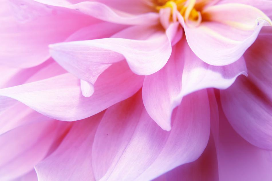 Flower Nature Dahlia
