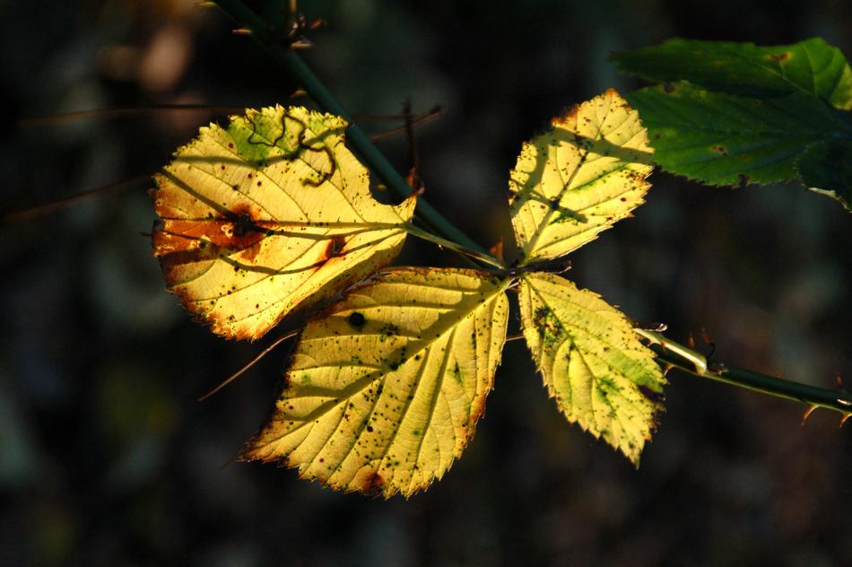Sheet Nature Autumn