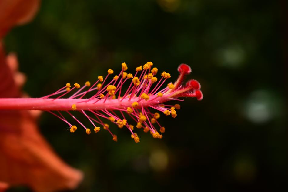 Nature Flower Outdoors