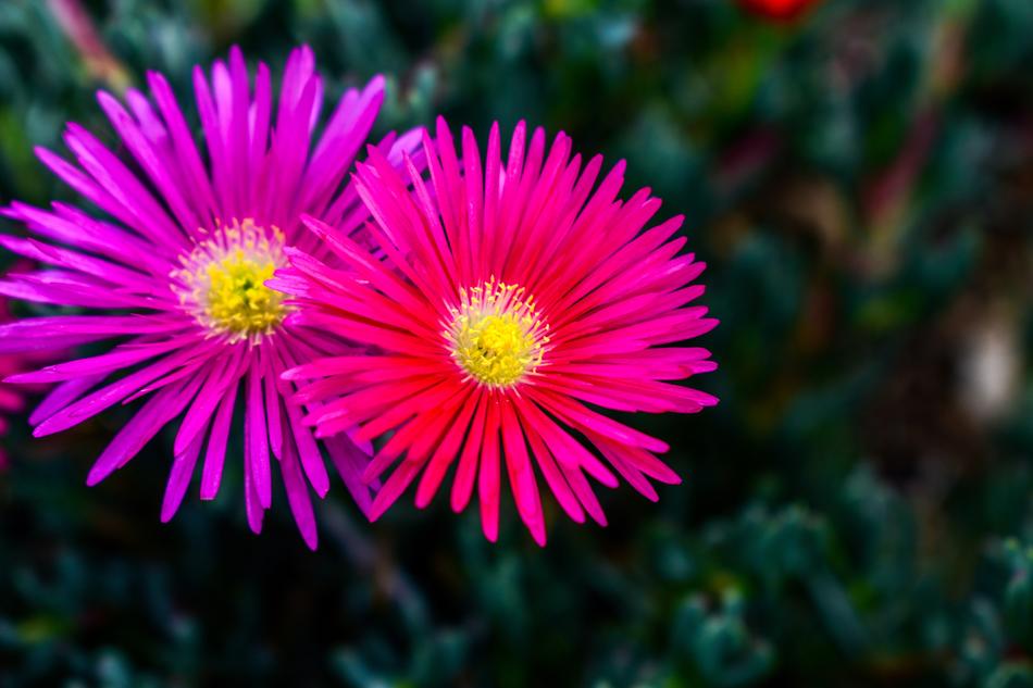Flower Plant Nature