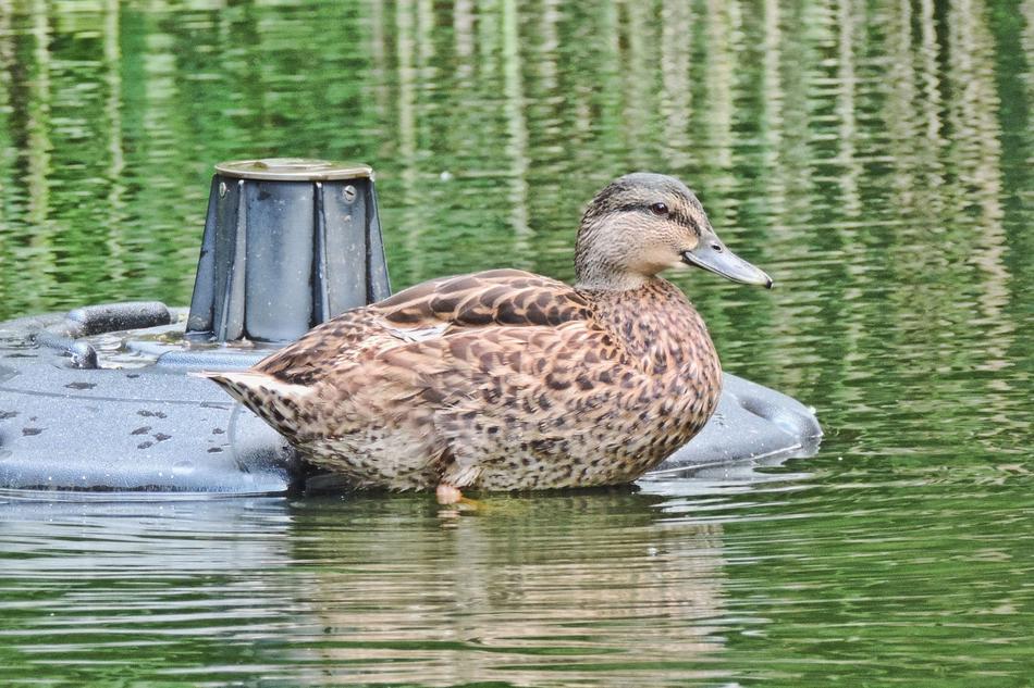 Duck Nature Pond