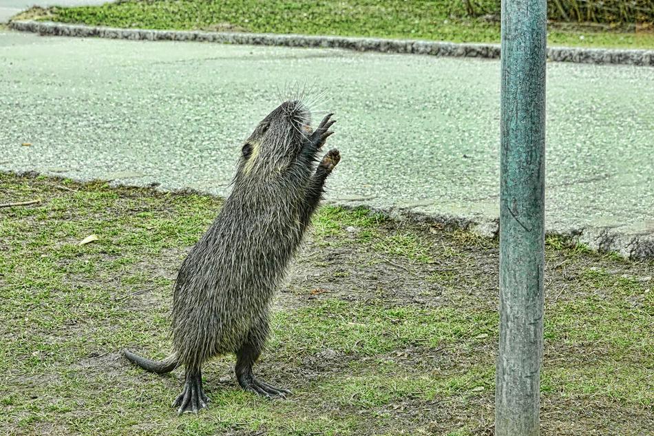 Nature Nutria Mammal Animal
