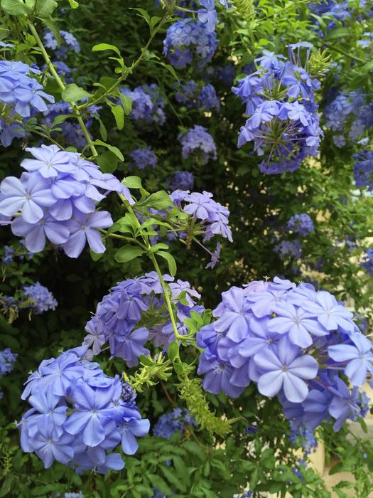 Flower Flora Nature