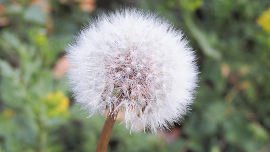 Dandelion Summer Flower