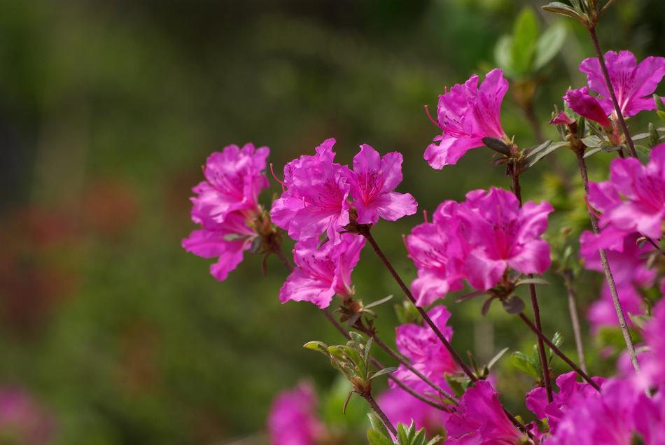 Nature Flowers Plants