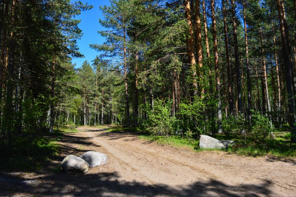 Forest Road Pine