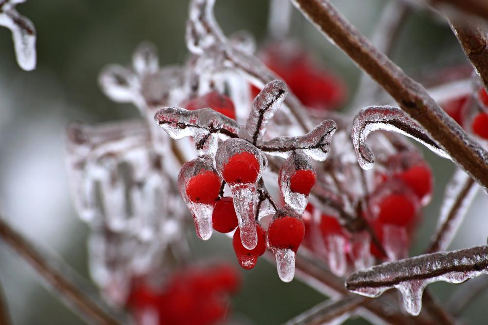 Nature Winter Berry