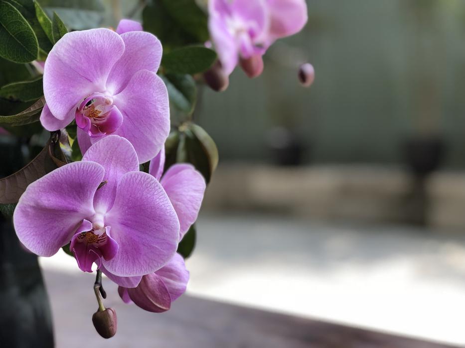 Flower Nature Plant