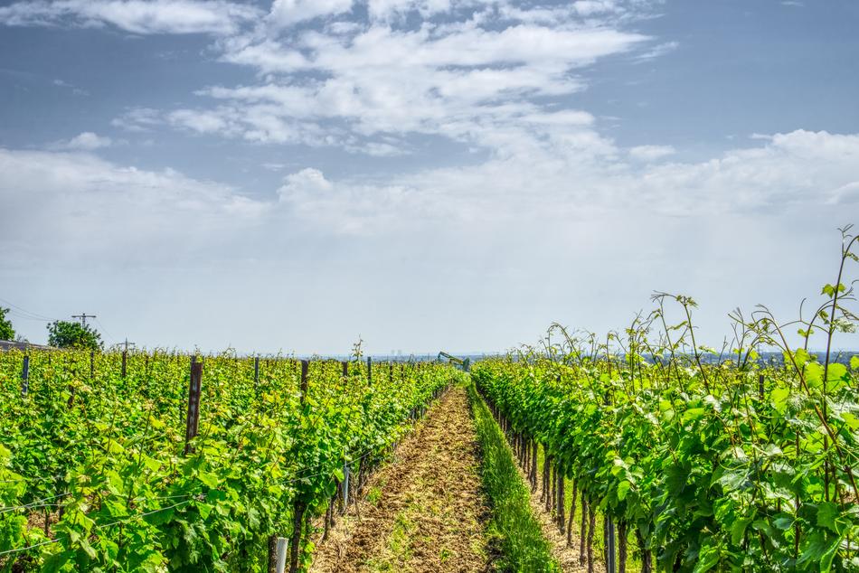 Vineyard Grapevine Vine