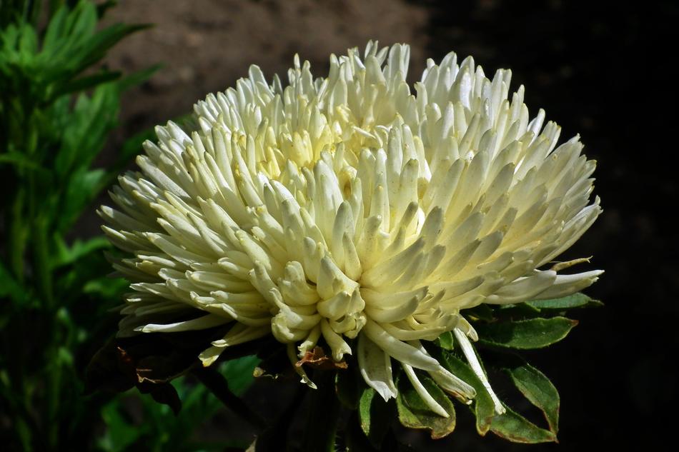beautiful white flower in the dark