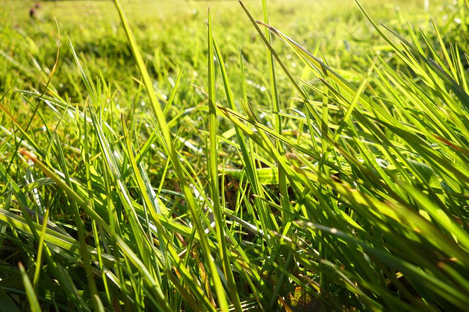 Grass Blade