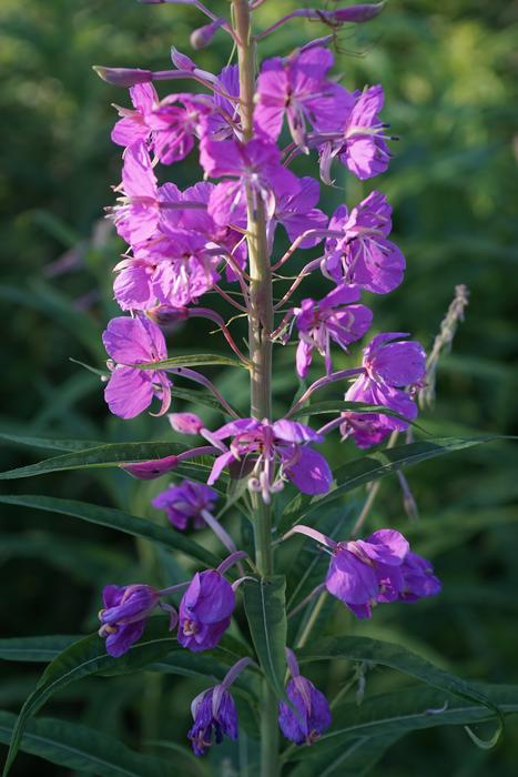 Flower Nature Plant
