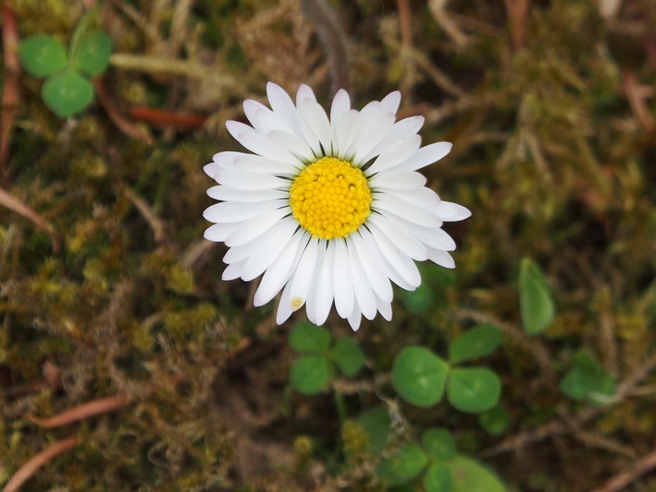 white chamomile in the forest at night