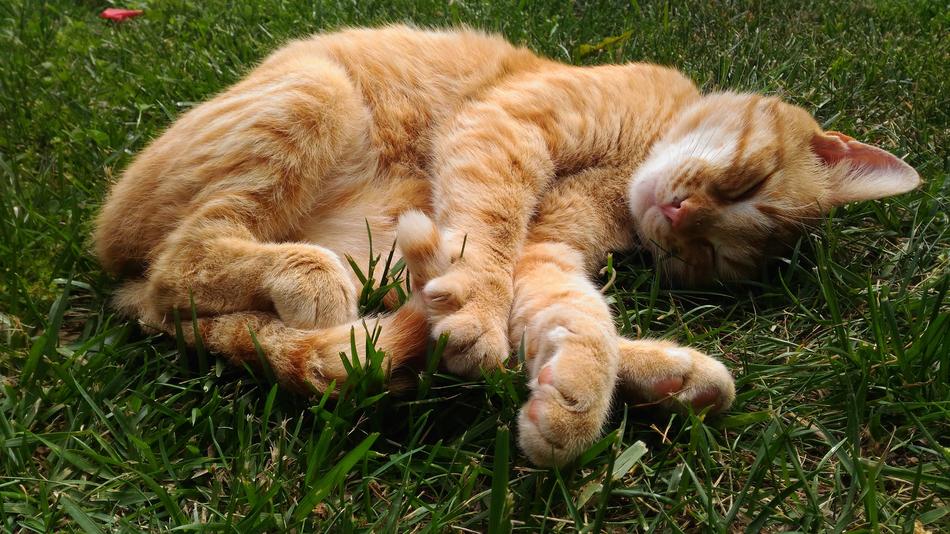 Grass Cute Animals