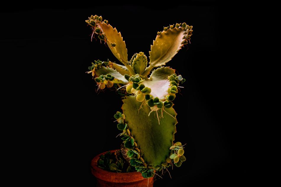 a plant with thorns in a pot