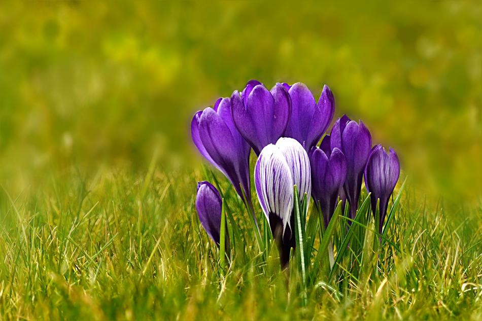 Nature Plant Spring Flower