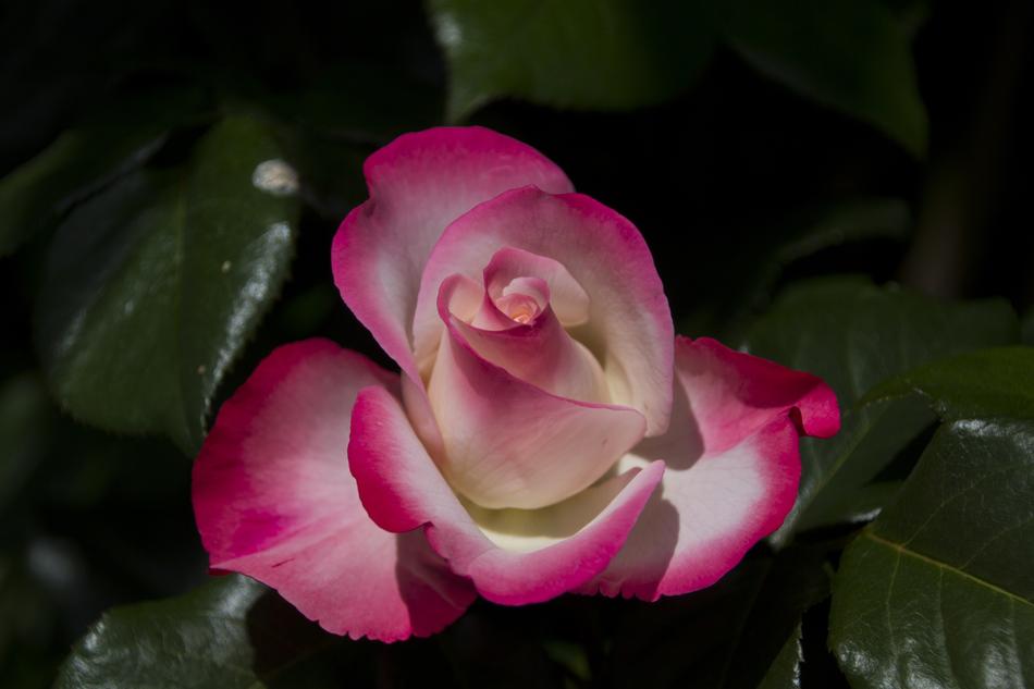 Rose Flower Garden