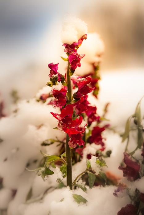 Flower Red Winter Snow
